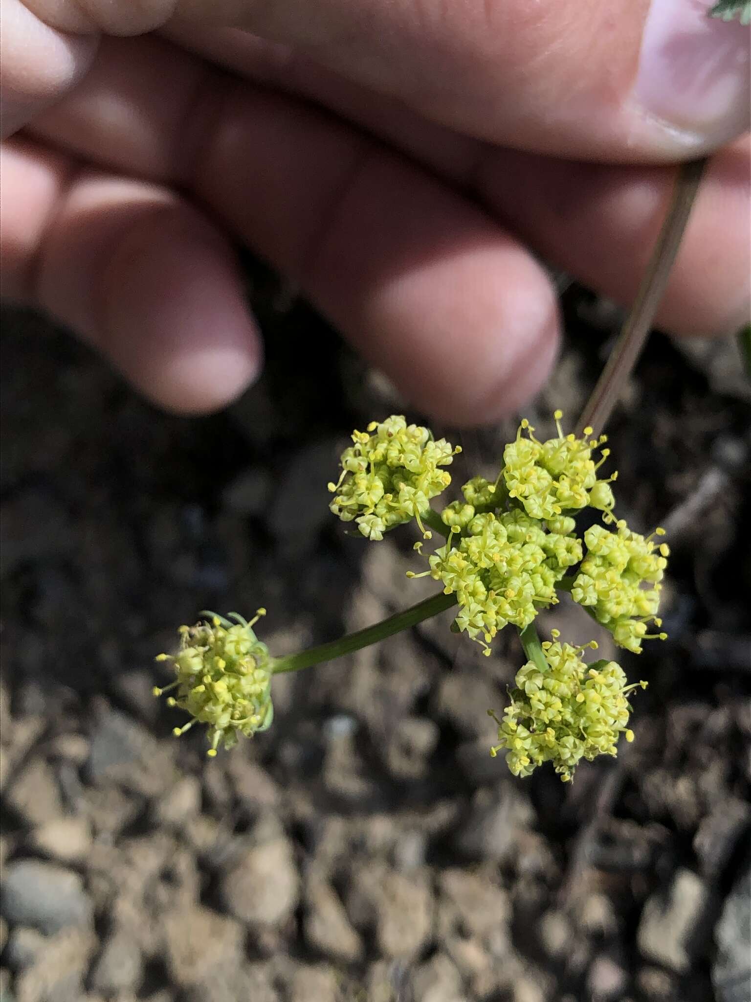 Image of Mt. Hamilton desertparsley