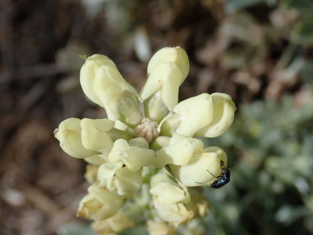 Image of Peirson's Lupine