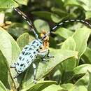 Image of Anoplophora bowringii (White 1858)