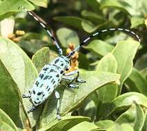 Image of Anoplophora bowringii (White 1858)