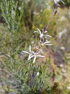 Image of Wahlenbergia loddigesii (A. DC.) I. M. Turner