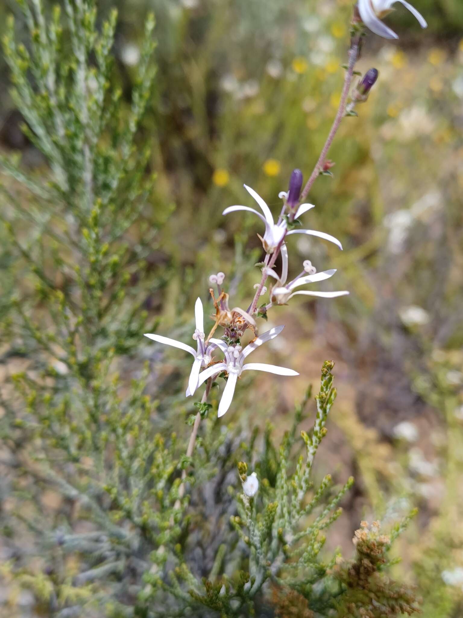 صورة Wahlenbergia loddigesii (A. DC.) I. M. Turner