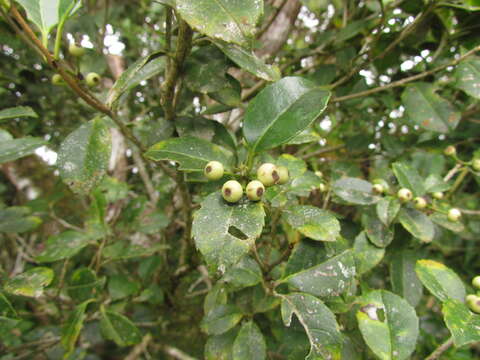 Image of Ilex brevicuspis Reiss.