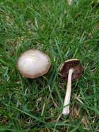 Image de Psathyrella albescens Hesler & A. H. Sm. 1972