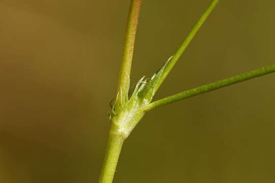 Image of fewflower clover