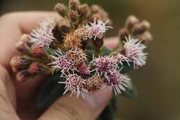 Image of Ageratina gynoxoides (Wedd.) R. King & H. Rob.