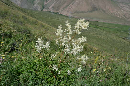 Image de Koenigia coriaria (Grig.) T. M. Schust. & Reveal