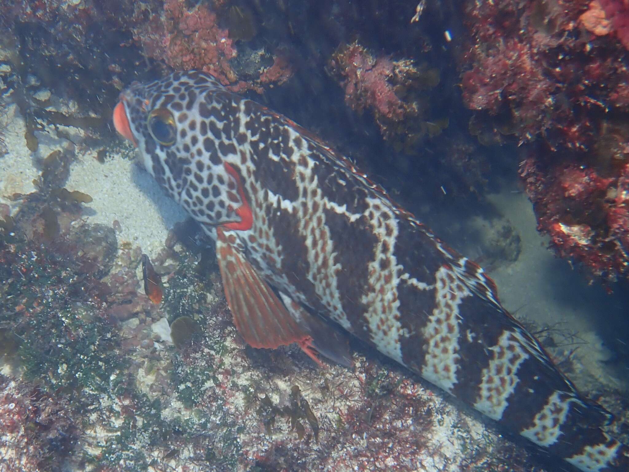 Image of Redlip morwong