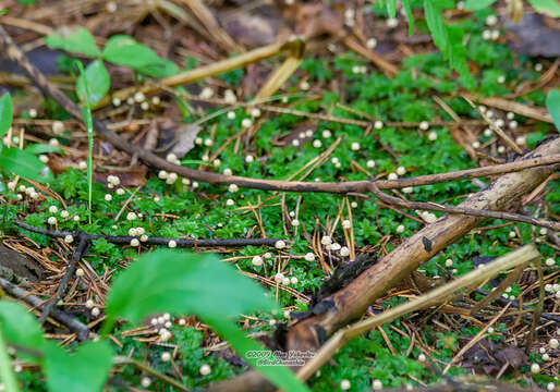 Image of rose rhodobryum moss