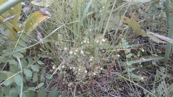 Imagem de Euphrasia wettsteinii G. L. Gusarova