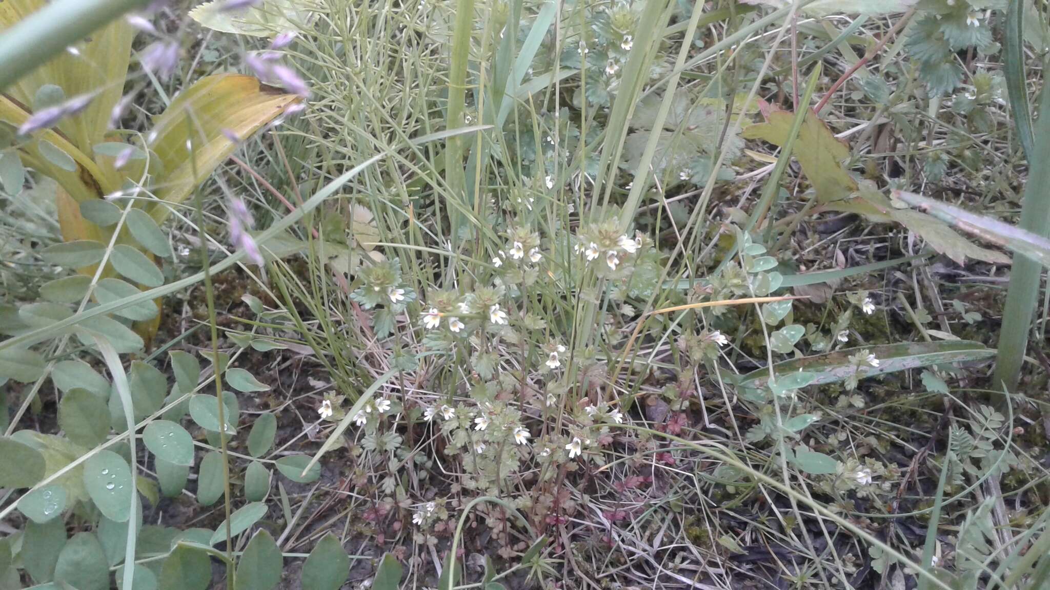 Imagem de Euphrasia wettsteinii G. L. Gusarova