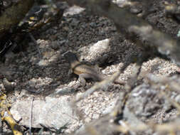 Image of Liolaemus parvus Quinteros, Abdala, Gómez & Scrocchi 2008