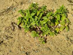 Image of Scutellaria strigillosa Hemsl.