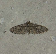 Слика од Eupithecia abbreviata Stephens 1831