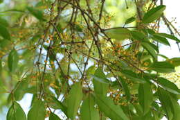 Слика од Macrosolen cochinchinensis (Lour.) van Tiegh.