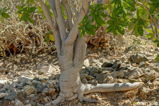 Image of Jatropha unicostata Balf. fil.