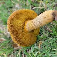 Imagem de Boletus luridellus (Murrill) Murrill 1938