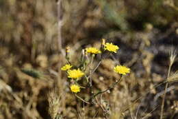 Image of Crepis micrantha Czer.