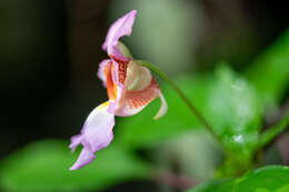 Imagem de Impatiens bonii Hook. fil.