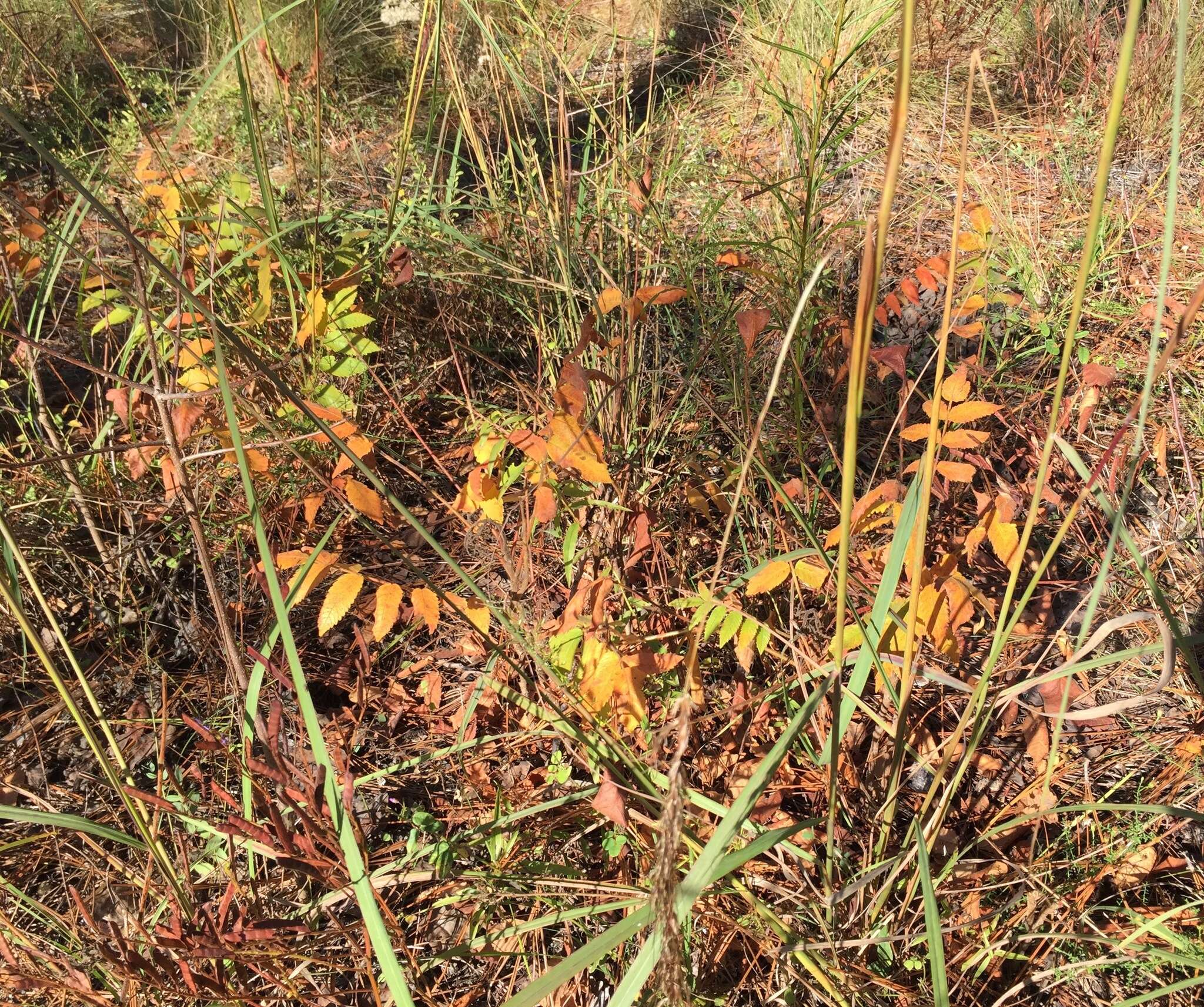 Image of Michaux's sumac