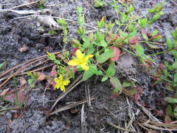 Image of trailing St John's-wort