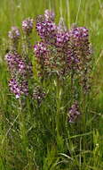 Image of Purple-Rattle