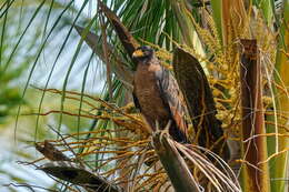 Image of Rufous Crab Hawk