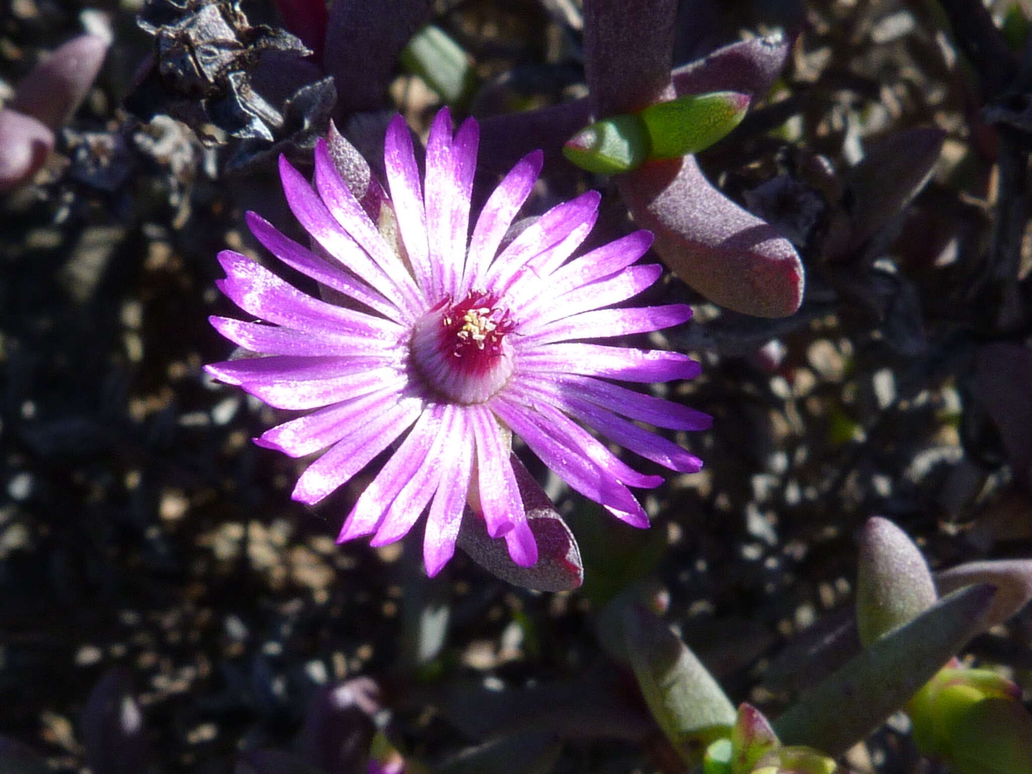 Image of Ruschia patens L. Bol.