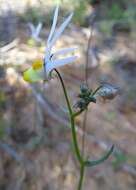 Слика од Nemesia cheiranthus E. Mey. ex Benth.