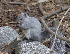 Imagem de Sciurus subgen. Hesperosciurus Nelson 1899