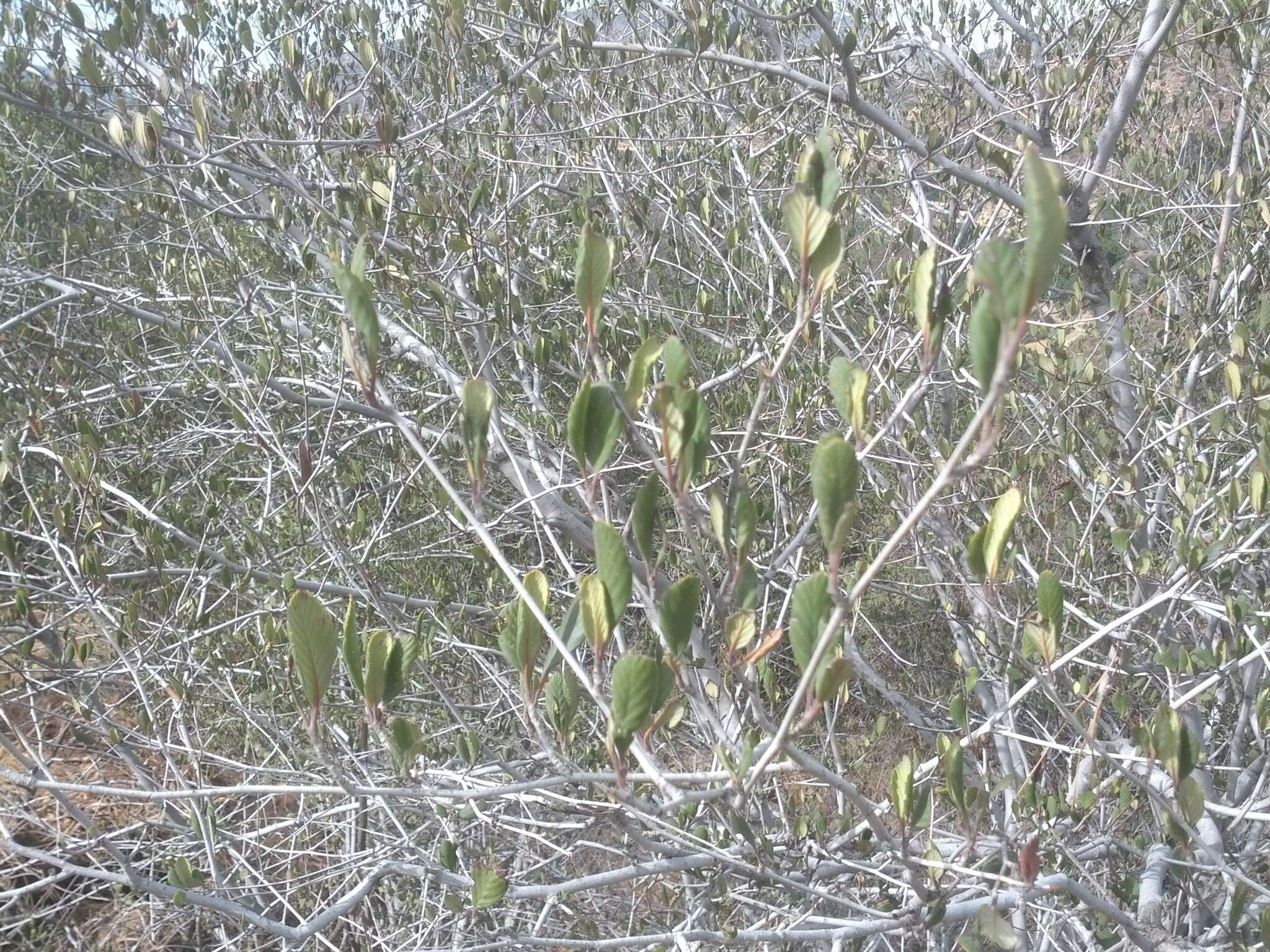 Image of Birch-leaf Mountain-mahogany