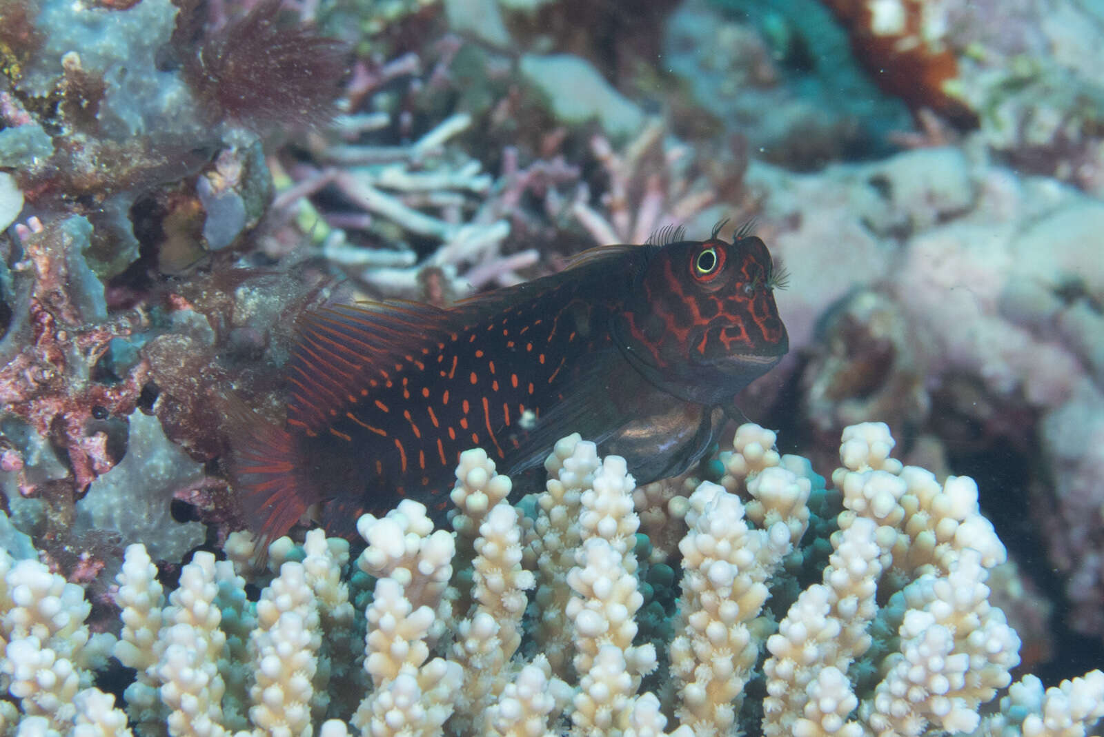 Image of Red-streaked Blenny