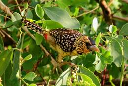 Image of D'Arnaud's Barbet