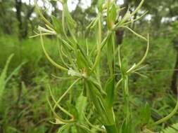 Habenaria clavata (Lindl.) Rchb. fil. resmi