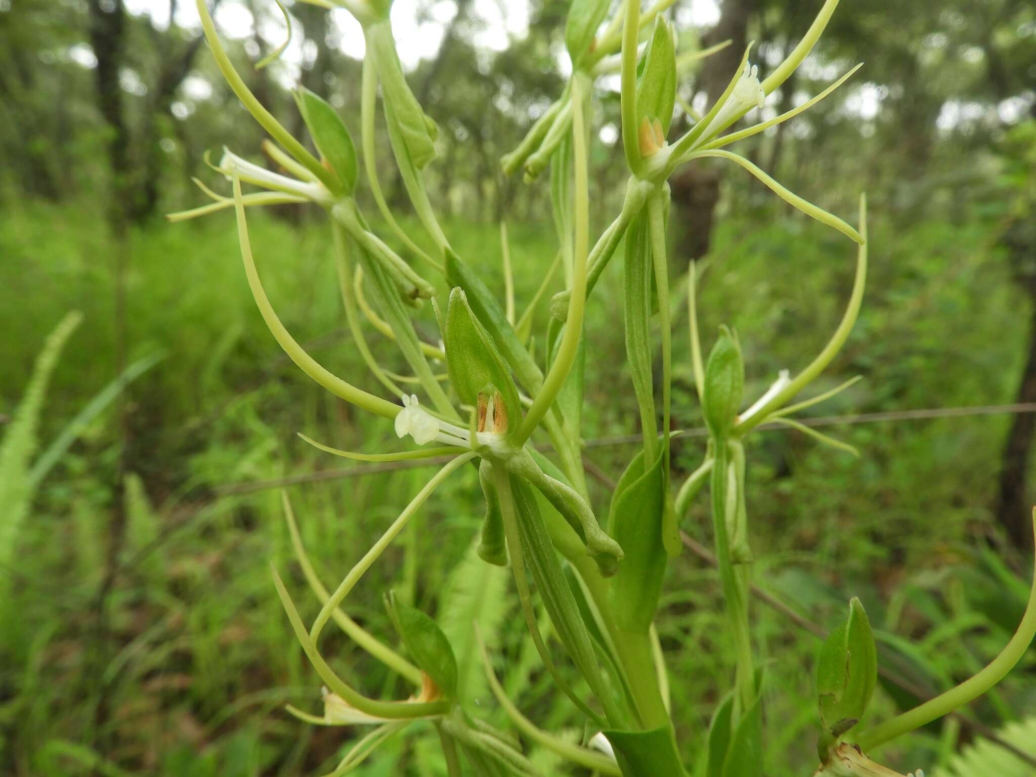 Image of Habenaria clavata (Lindl.) Rchb. fil.