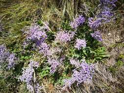 Image of Mediterranean sea lavender