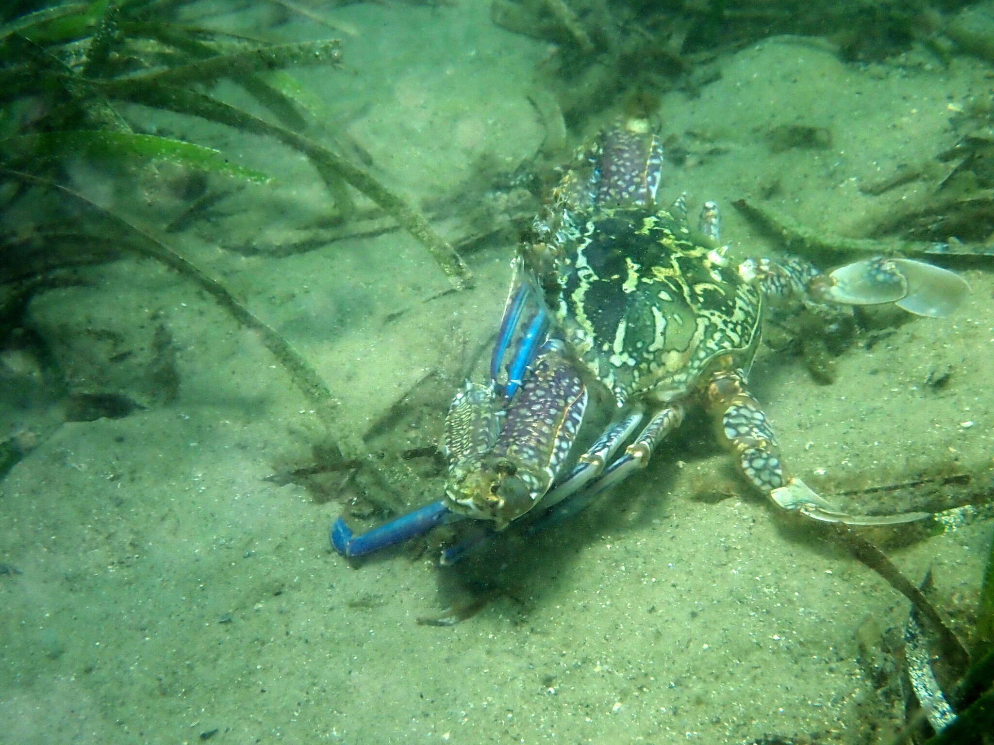 Image of Blue swimmer crab