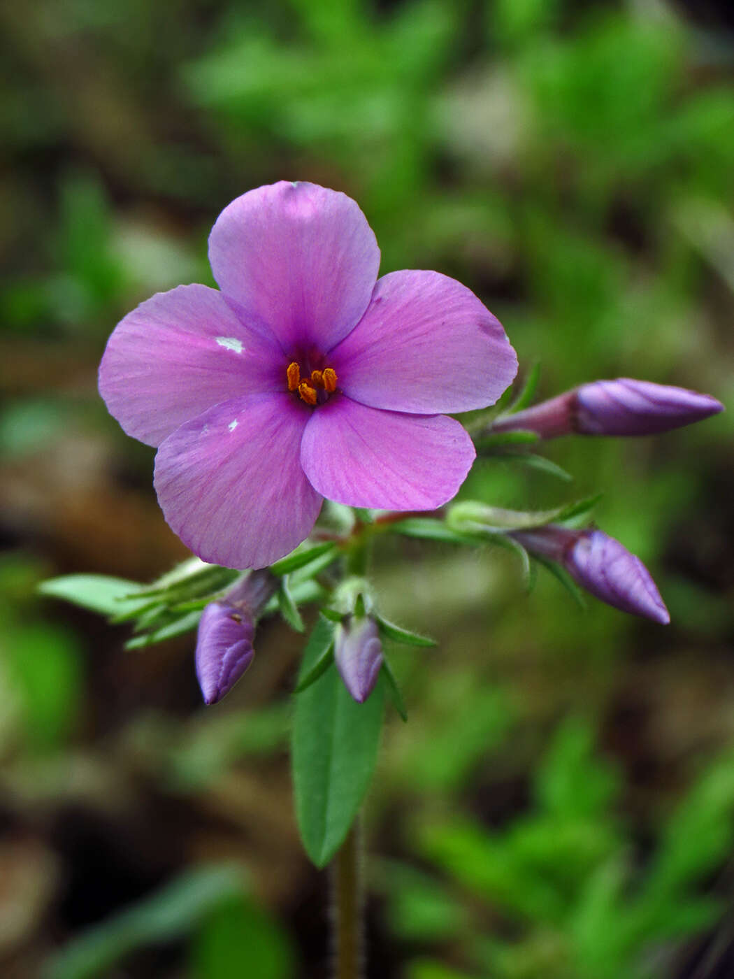 Image of creeping phlox