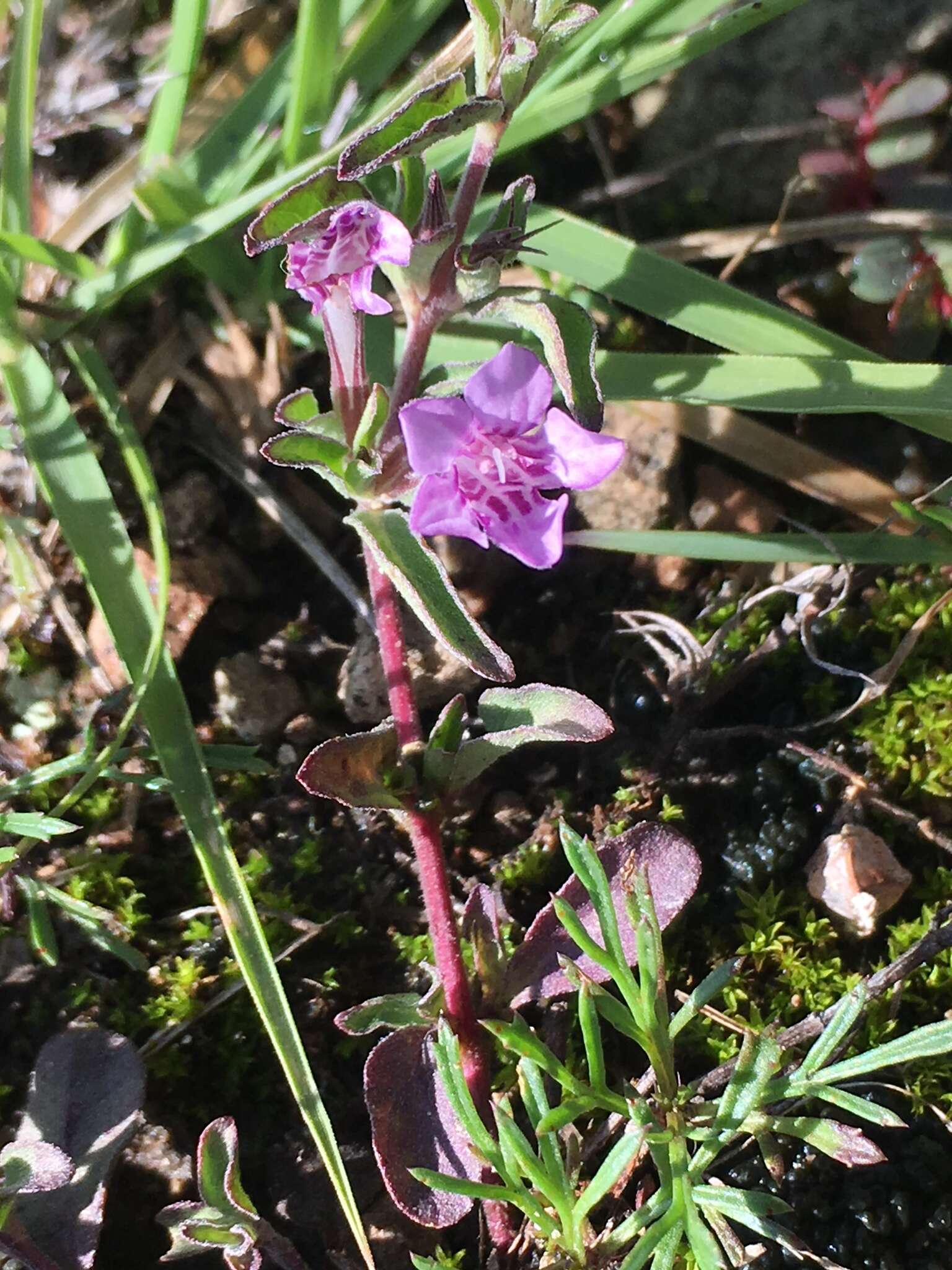 صورة Dyschoriste microphylla (Cav.) Kuntze