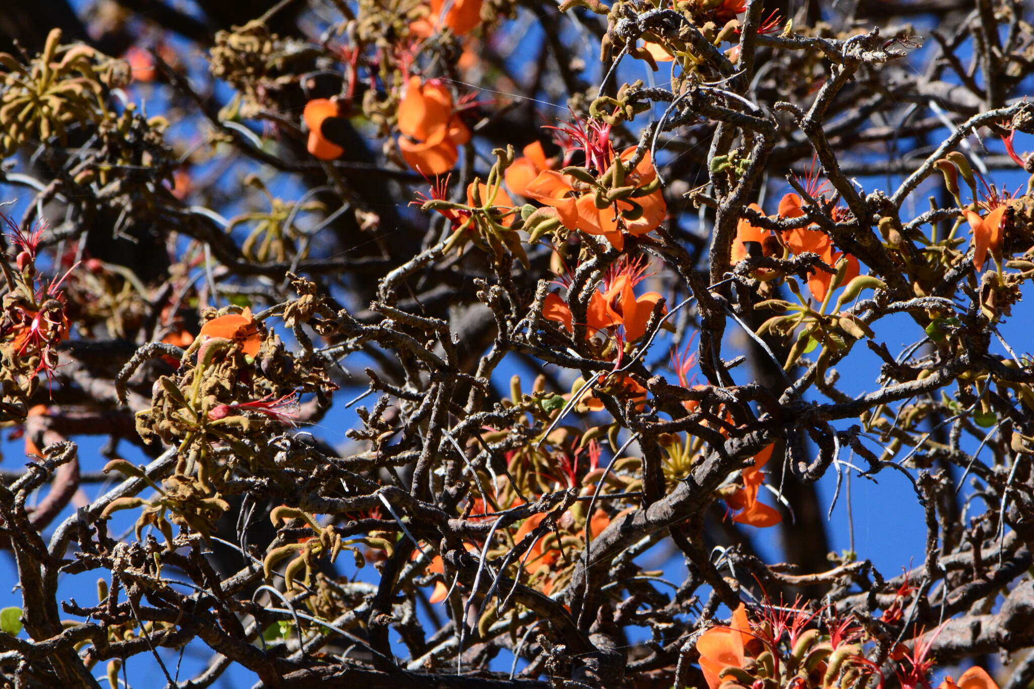 Image of Erythrina velutina Willd.