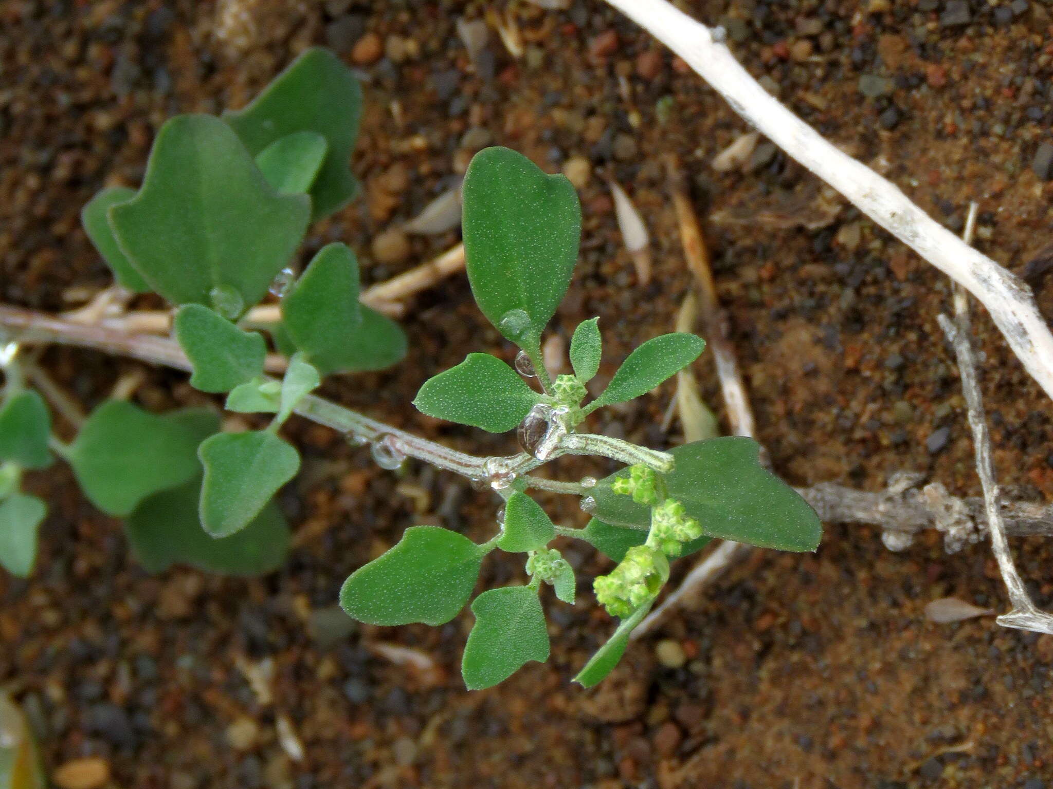 Sivun Chenopodium phillipsianum Aell. kuva