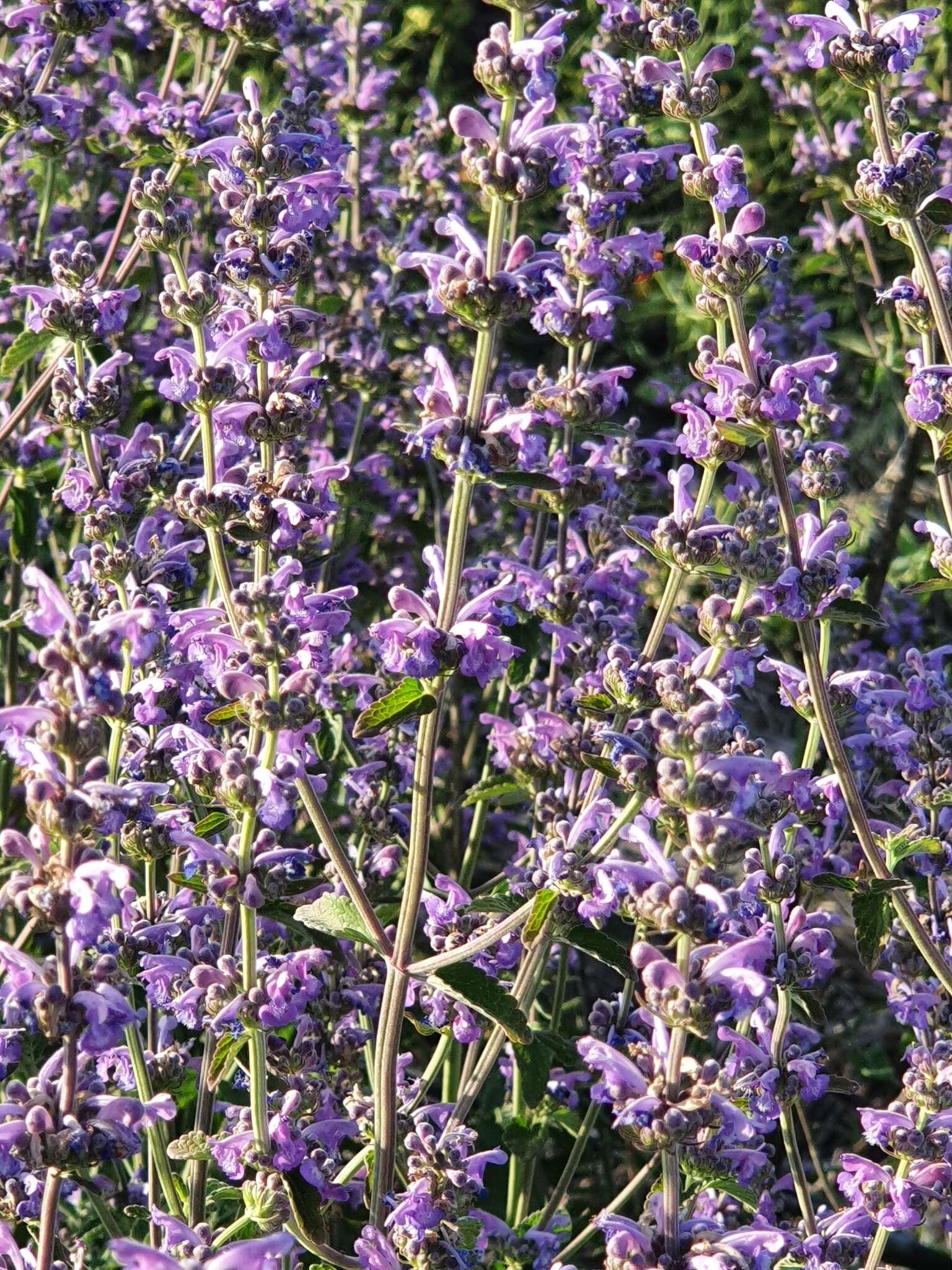 Nepeta curviflora Boiss. resmi