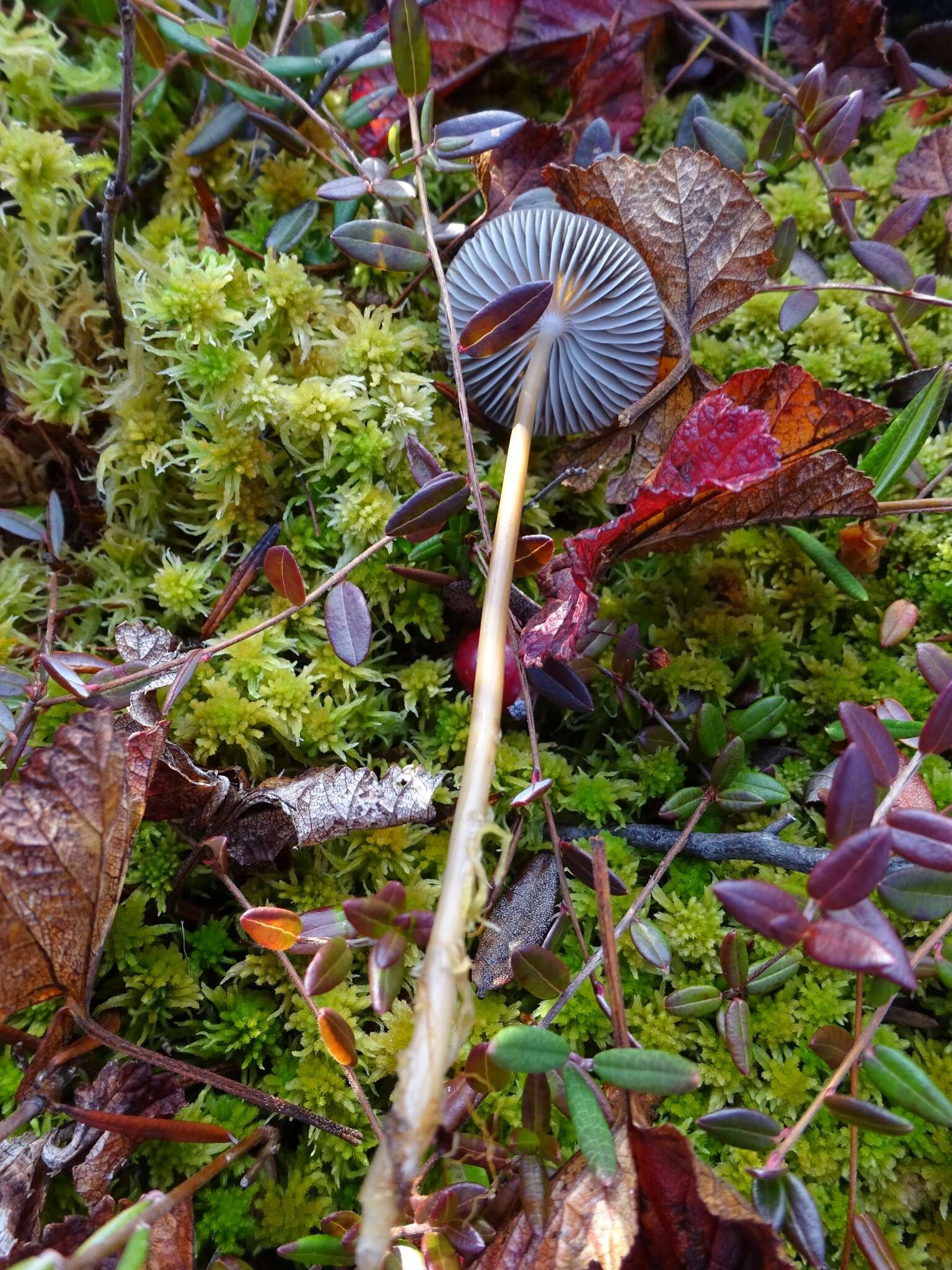 Image of Mycena megaspora Kauffman 1933