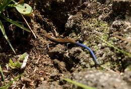 صورة Plestiodon copei (Taylor 1933)