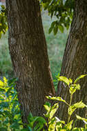 Image of Japanese alder