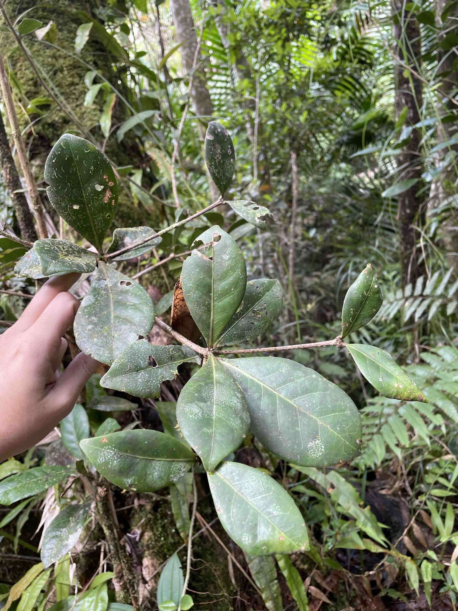 Ocotea spathulata Mez resmi