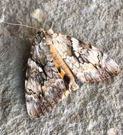 Image of Yellow-banded Underwing