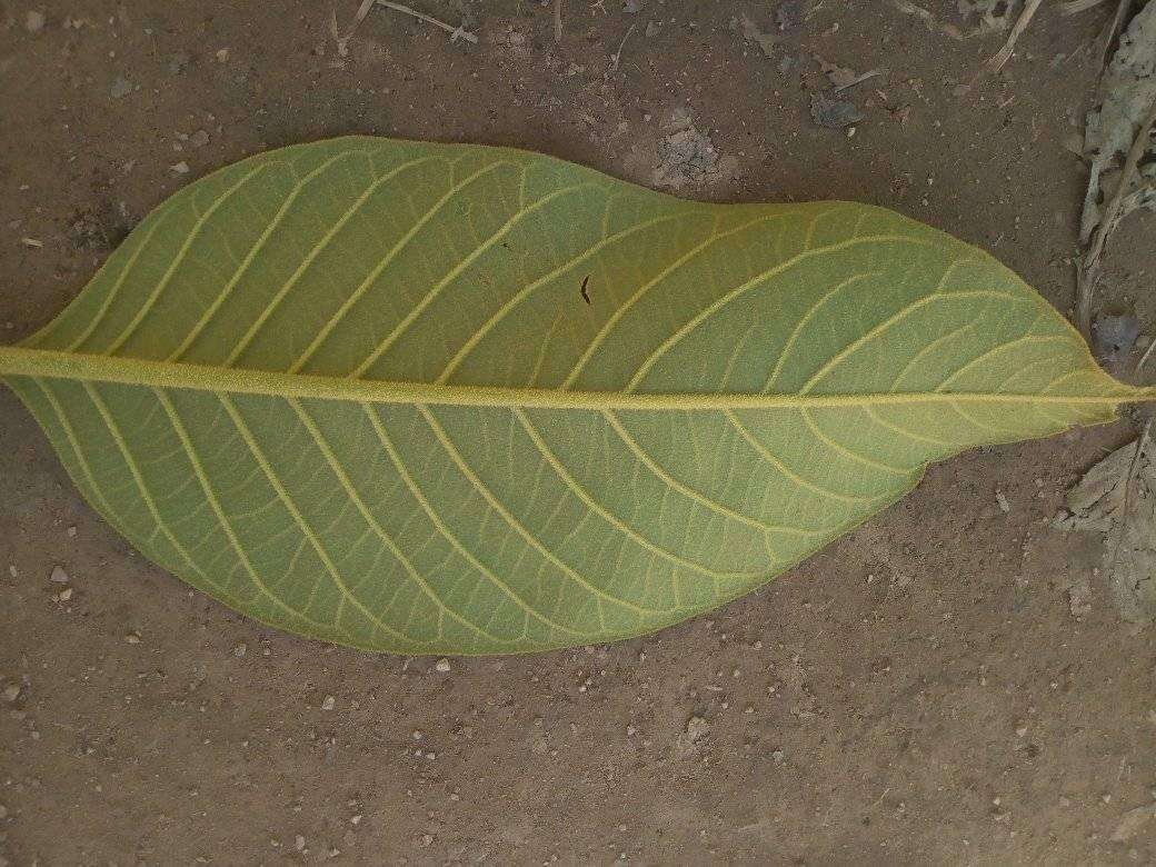 Image of Citharexylum subflavescens S. F. Blake