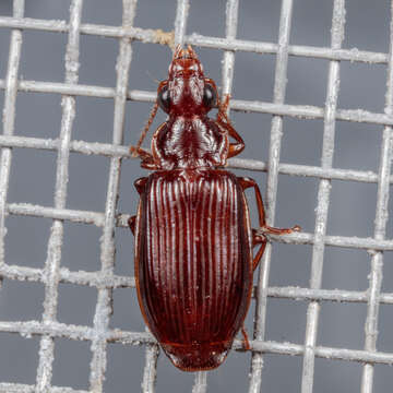 Image of Ground beetle