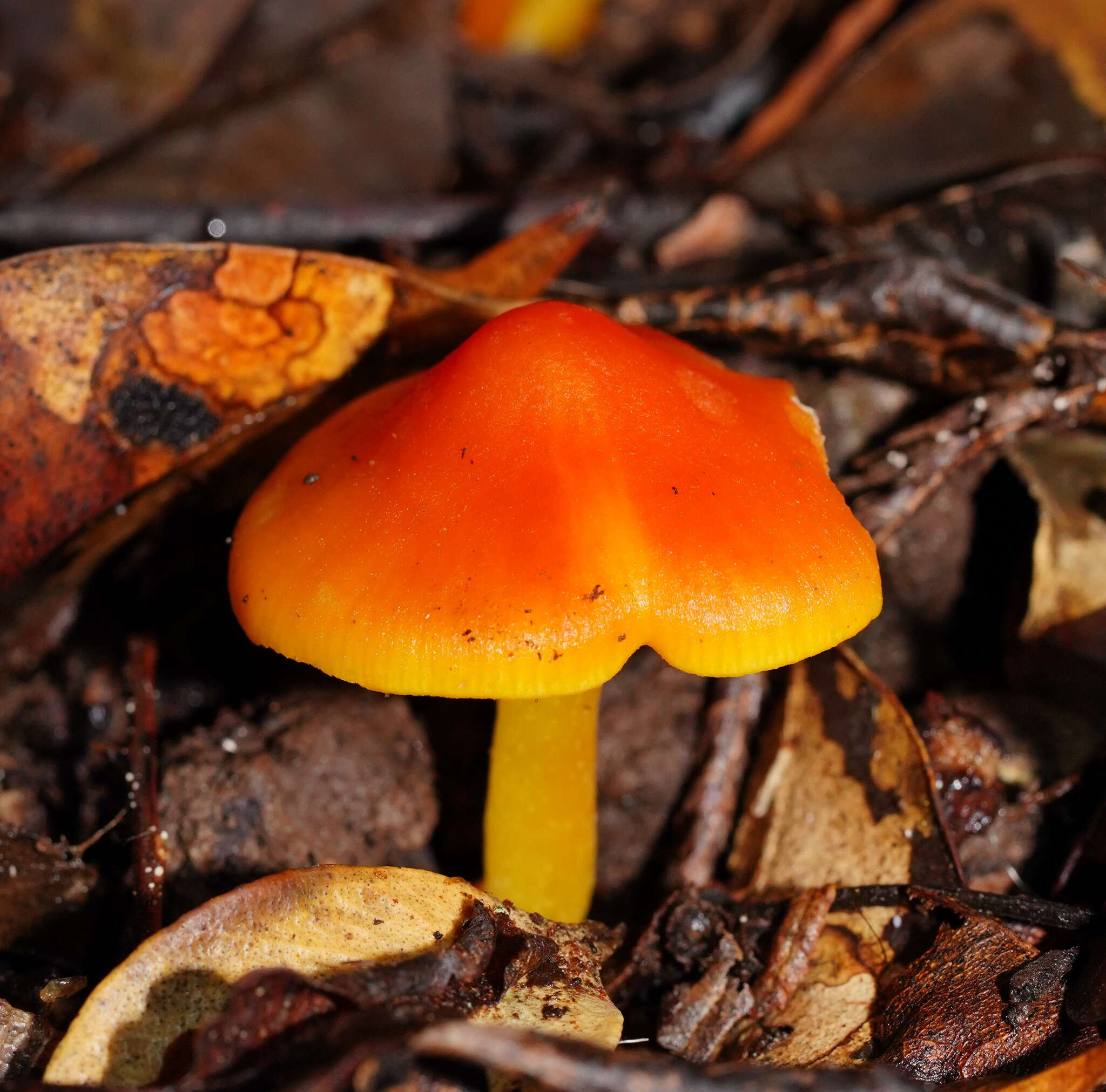 Слика од Hygrocybe xanthopoda A. M. Young 2000